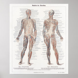  Duitse anatomiegrafiek Poster