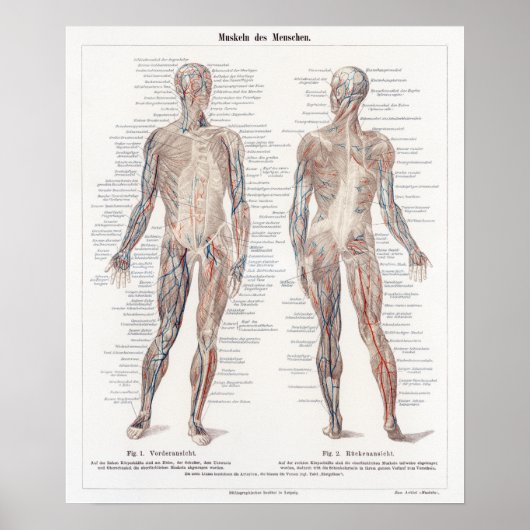  Duitse anatomiegrafiek Poster (Voorkant)