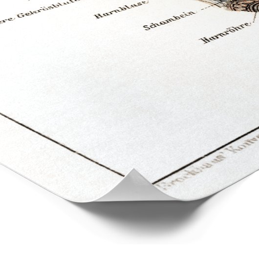  Duitse anatomiegrafiek Poster (Hoek)