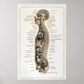  Duitse anatomiegrafiek Poster (Voorkant)