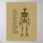  Duitse Anatomy Skeleton Print (Voorkant)