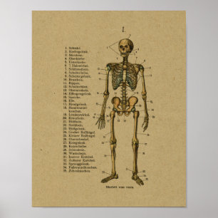Duitse Anatomy Skeleton Print