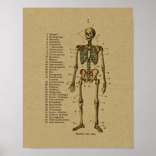 Duitse Anatomy Skeleton Print (Voorkant)