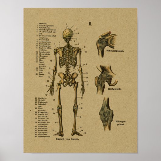Duitse Anatomy Skeleton Print (Voorkant)