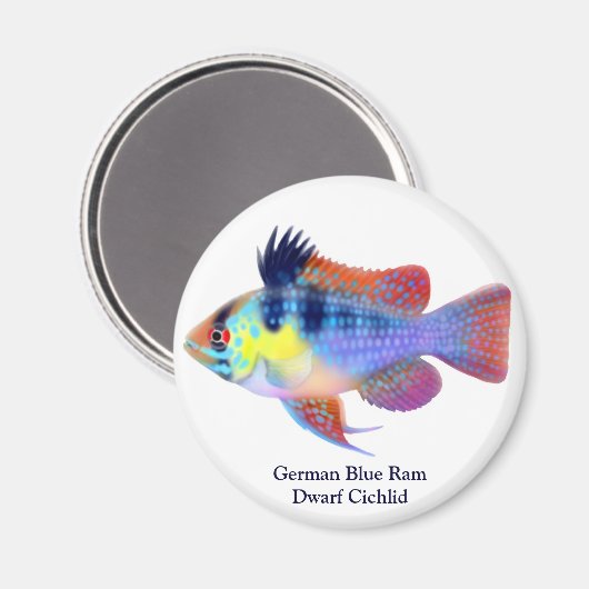 Duitse Blauwe Ram Dwerg Cichlid Magnet (Voorkant / Achterkant)