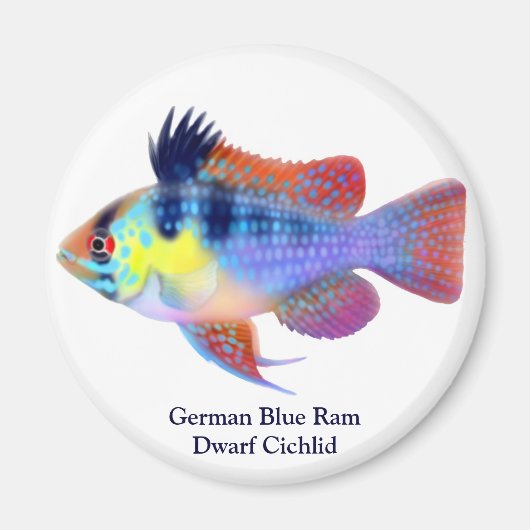 Duitse Blauwe Ram Dwerg Cichlid Magnet (Voorkant)