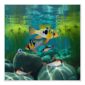Duitse blauwe rammen Cichliden Corydoras Aquarium  Perfect Poster