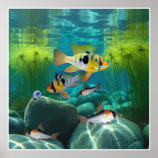 Duitse blauwe rammen Cichliden Corydoras Aquarium  Poster
