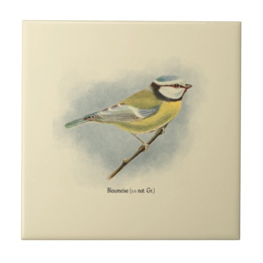  Duitse Blue Tit Illustration Tegeltje (Voorkant)