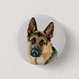 Duitse Button Shepherd