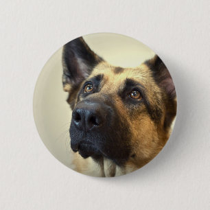 Duitse Button Shepherd Afbeelding Round