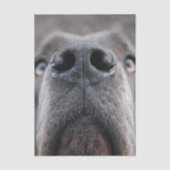 Duitse Dog Neus Tissuepapier (Voorkant)