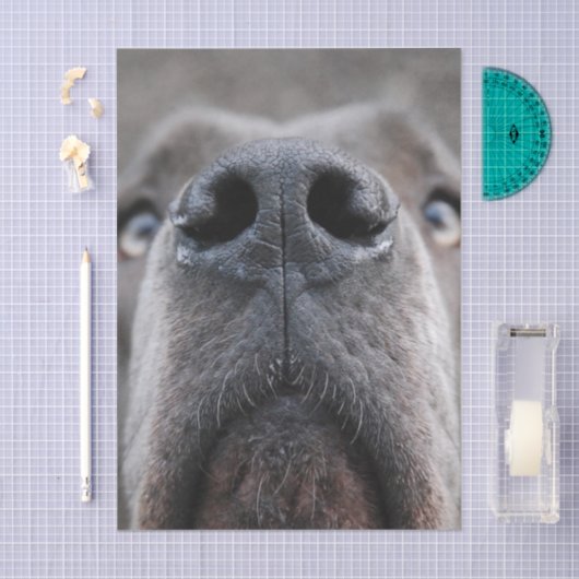 Duitse Dog Neus Tissuepapier (Craft)