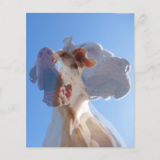 Duitse Dog Trainer Flyer (Achterkant)