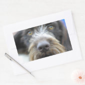 Duitse draad haired pointer Stickers (Envelop)