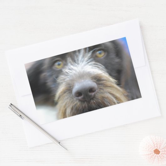 Duitse draad haired pointer Stickers (Envelop)