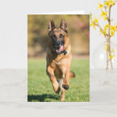 Duitse herder aan het rennen kaart (Gele Bloem)