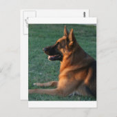 Duitse herder bij zonsondergang - "Zamp " Briefkaart (Voorkant / Achterkant)