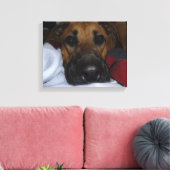 Duitse Herder / Boxer Mix close-up Canvas Afdruk (Insitu (Woonkamer))
