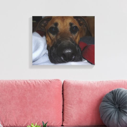 Duitse Herder / Boxer Mix close-up Canvas Afdruk (Insitu (Woonkamer))