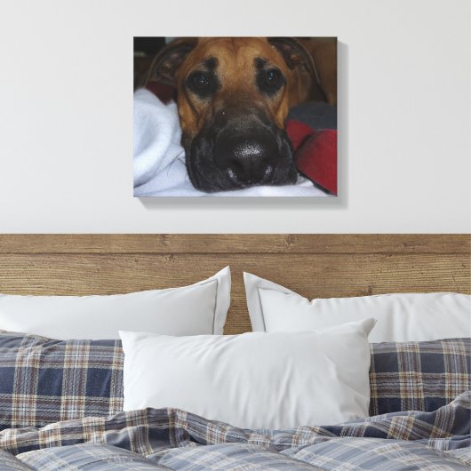 Duitse Herder / Boxer Mix close-up Canvas Afdruk (Insitu (Slaapkamer))