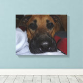 Duitse Herder / Boxer Mix close-up Canvas Afdruk (Insitu (Houten vloer))