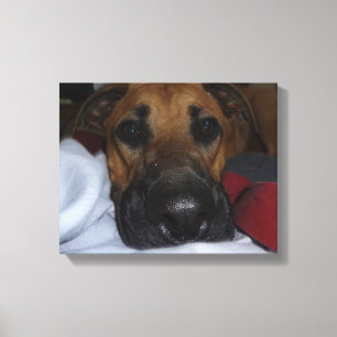 Duitse Herder / Boxer Mix close-up Canvas Afdruk