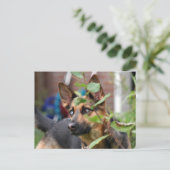 Duitse herder briefkaart (Staand voorkant)