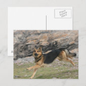 Duitse herder briefkaart (Voorkant / Achterkant)
