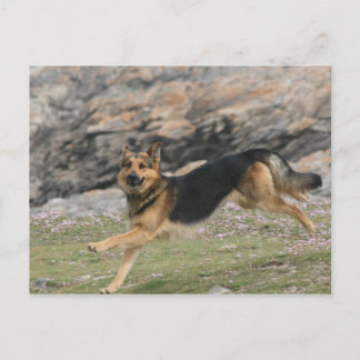 Duitse herder briefkaart