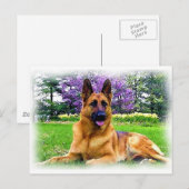 Duitse herder briefkaart (Voorkant / Achterkant)