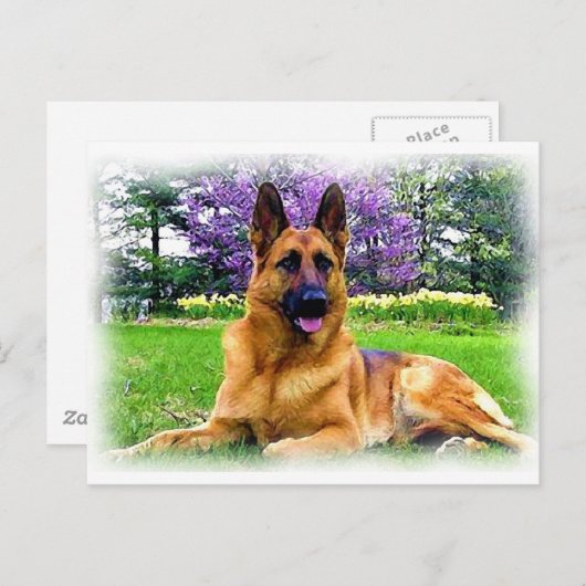 Duitse herder briefkaart (Voorkant / Achterkant)