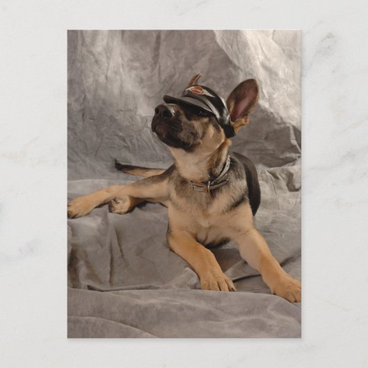 Duitse herder briefkaart (Voorkant)