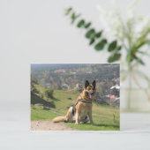 Duitse herder briefkaart (Staand voorkant)