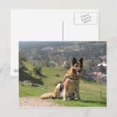 Duitse herder briefkaart (Voorkant / Achterkant)