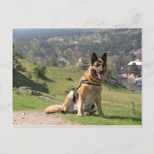 Duitse herder briefkaart (Voorkant)