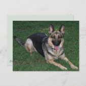 Duitse herder briefkaart (Voorkant / Achterkant)