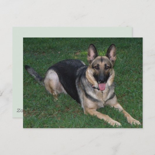 Duitse herder briefkaart (Voorkant / Achterkant)