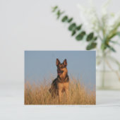 Duitse herder briefkaart (Staand voorkant)