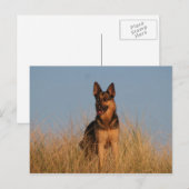 Duitse herder briefkaart (Voorkant / Achterkant)