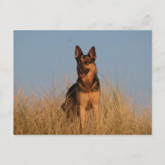 Duitse herder briefkaart