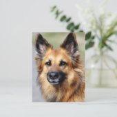 Duitse herder briefkaart (Staand voorkant)