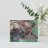 duitse herder briefkaart (Staand voorkant)