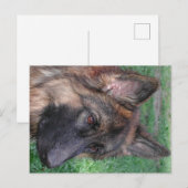 duitse herder briefkaart (Voorkant / Achterkant)