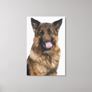 Duitse herder canvas afdruk