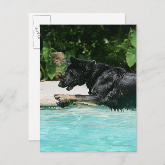 Duitse herder die in Water springen Briefkaart (Voorkant / Achterkant)
