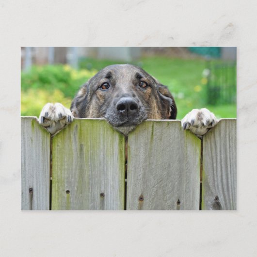 Duitse herder die over hek kijkt briefkaart (Voorkant)