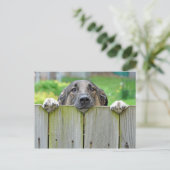 Duitse herder die over hek kijkt briefkaart (Staand voorkant)