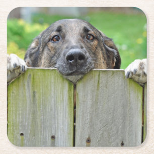 Duitse herder die over hek kijkt kartonnen onderzetters