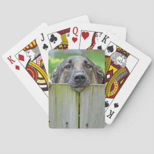 Duitse herder die over hek kijkt pokerkaarten